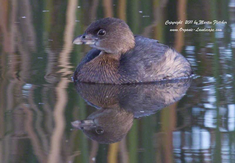 Pied Billed Grebe, Ojai Meadows Preserve