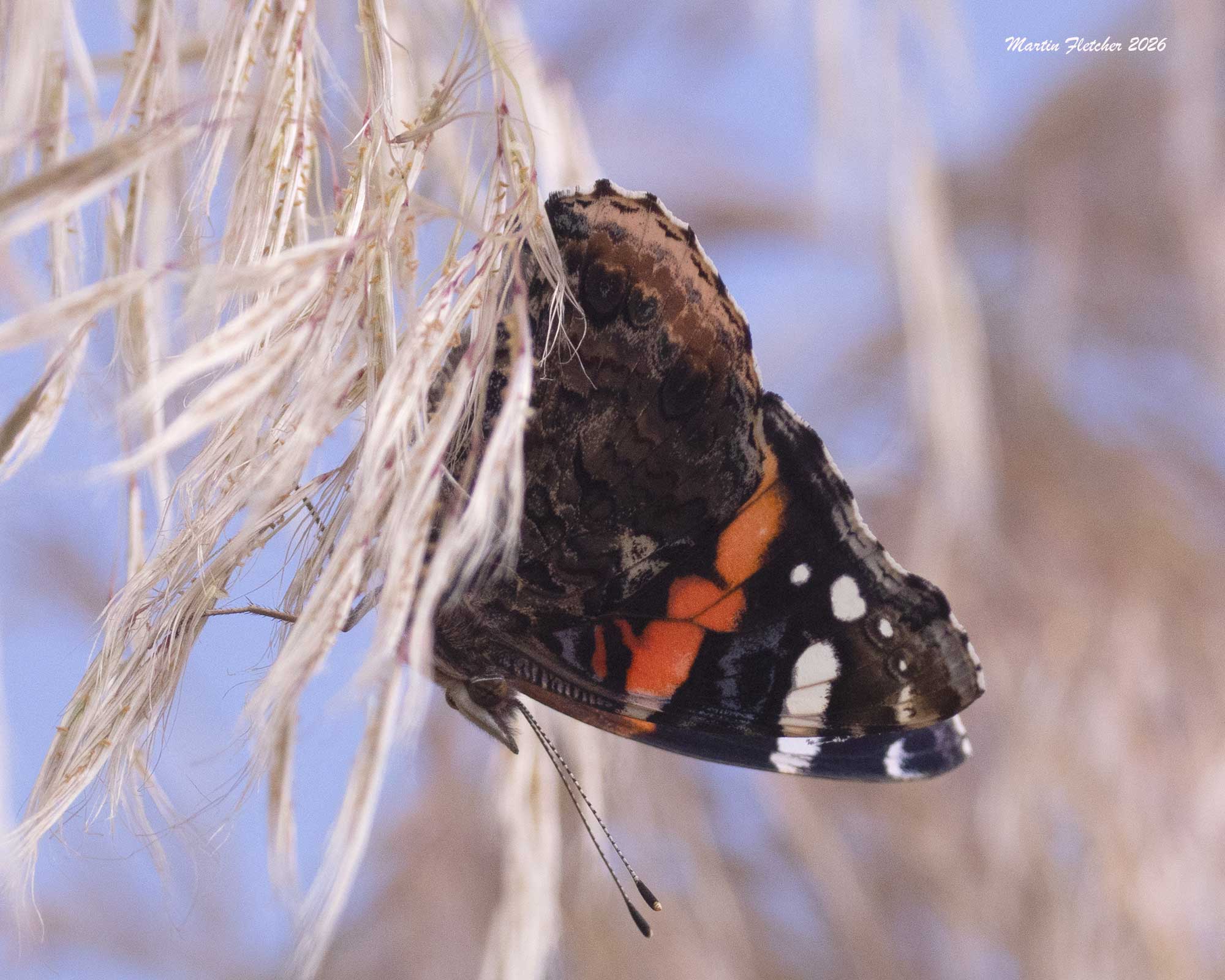 Red Admiral Butterfly, Ventura Spreading Ponds