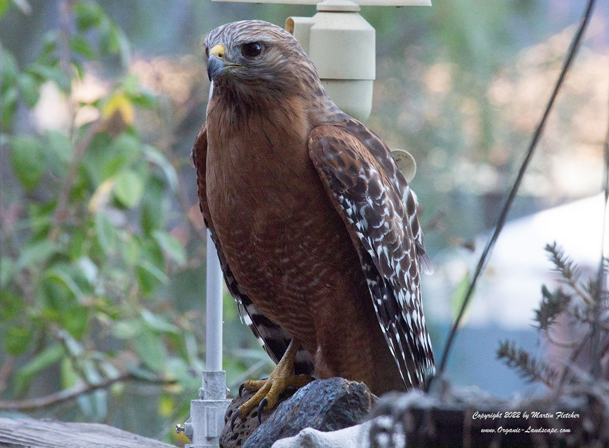 Red Shouldered Hawk Flight