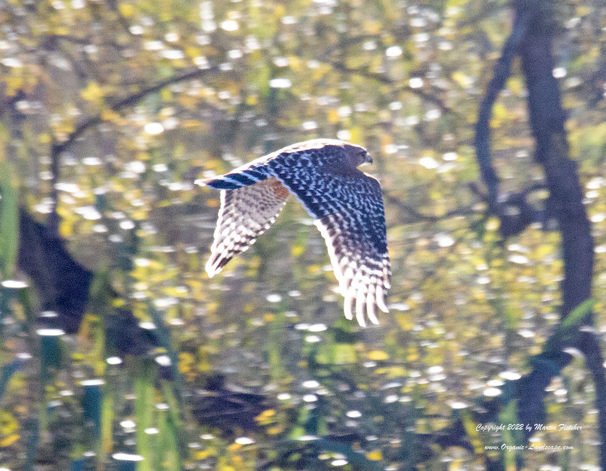 Red Shouldered Hawk Flight
