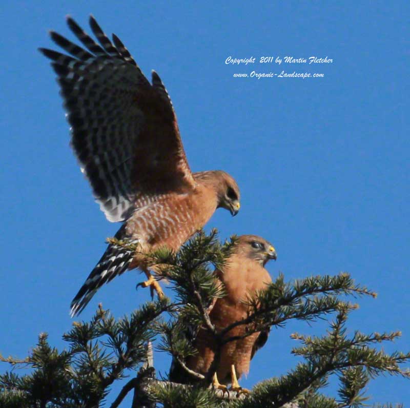 Red Shouldered Hawk Landing