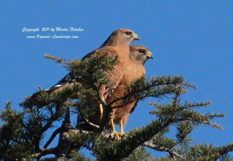 Red Shouldered Hawk Pair