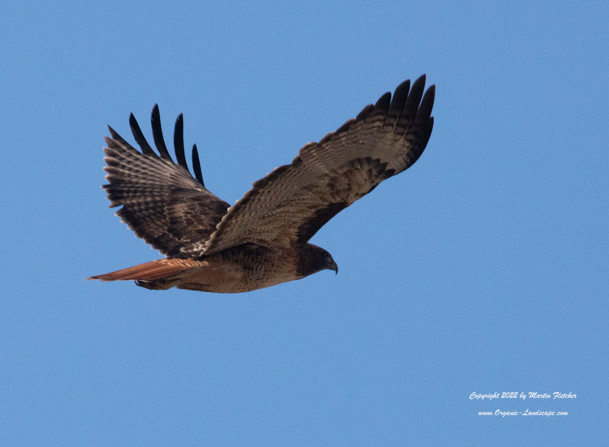Red Tail Hawks, Mated Pair, Ojai