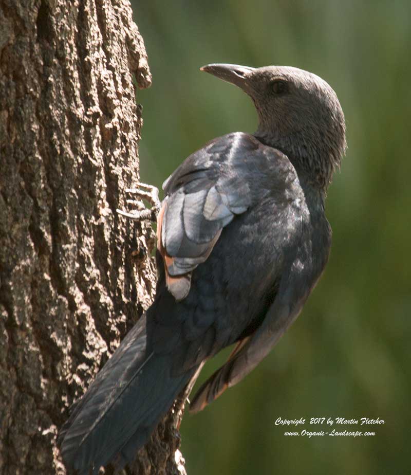 Red Winged Starling, Cape Town