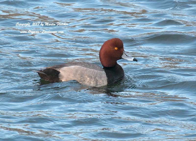 Redhead, Ballona Wetlands