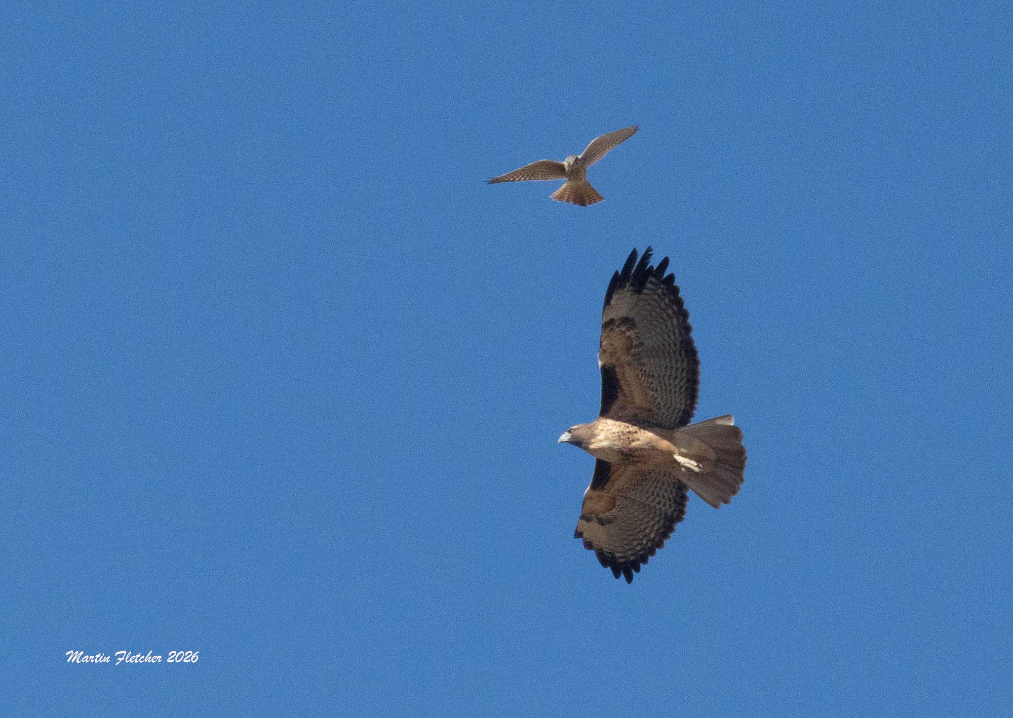 Red Tail harrased by Kestrel