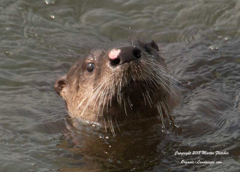 River Otter, Lamar Valley, Yellowstone