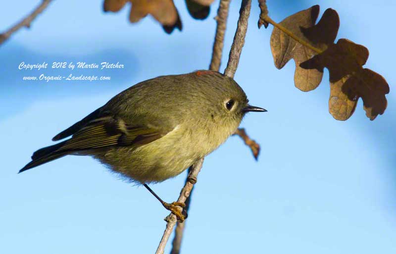 Ruby Crowned Kinglet, Ojai Meadows Preserve