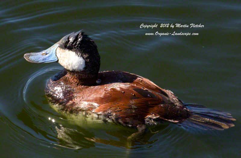 Ruddy Duck, Oso Flaco