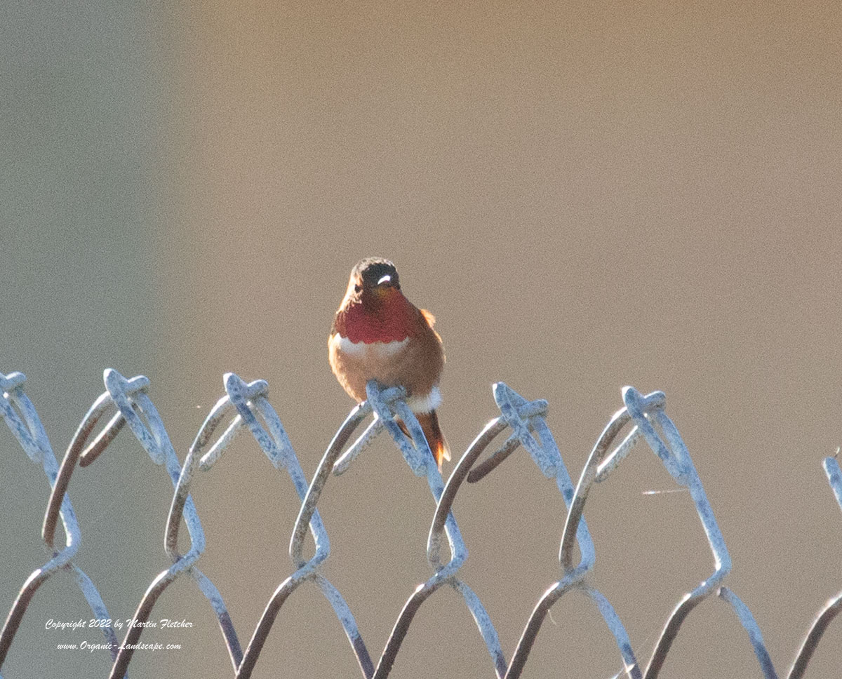 Rufous Hummingbird, Camarillo