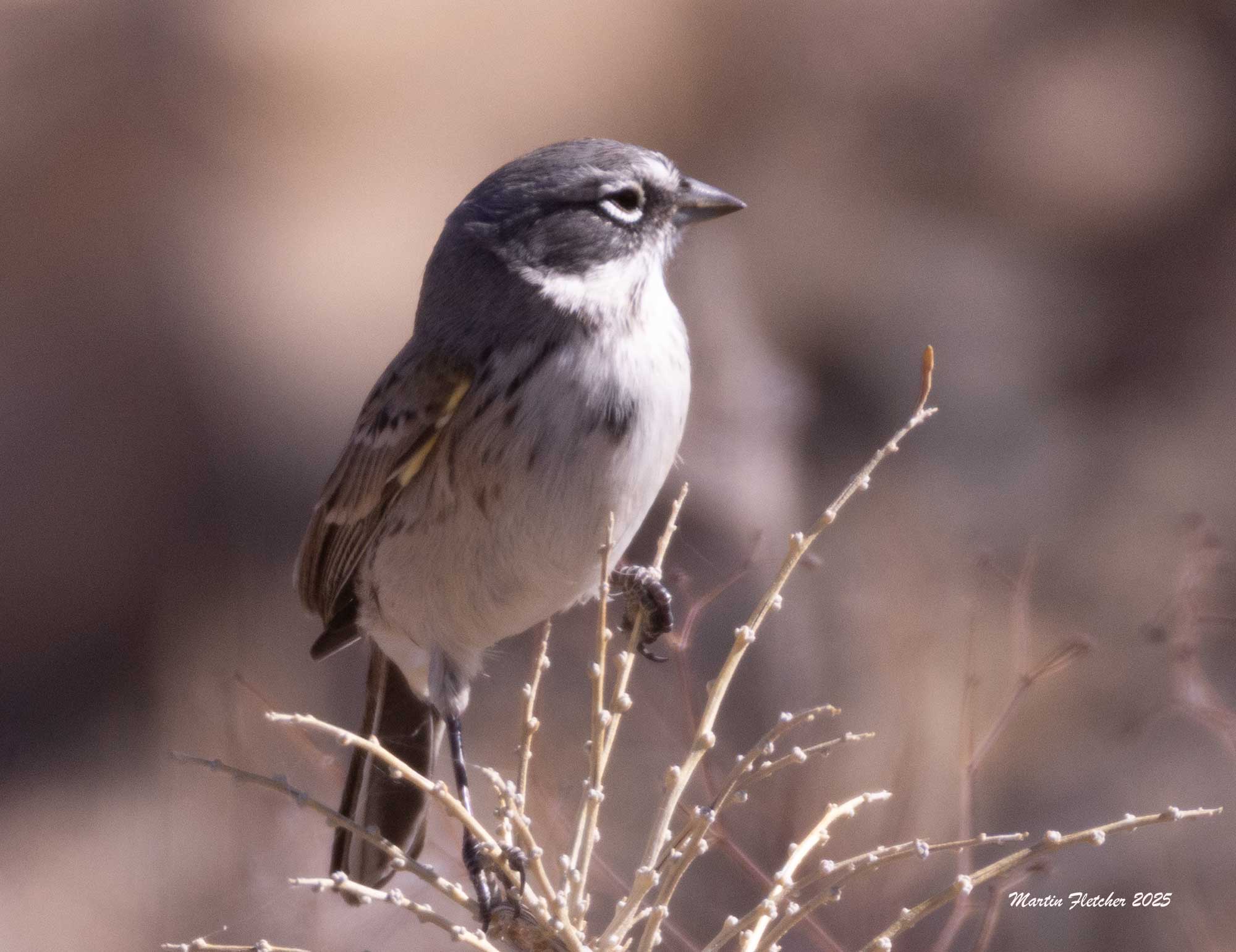 Sagebrush Sparrow, Death Valley Road