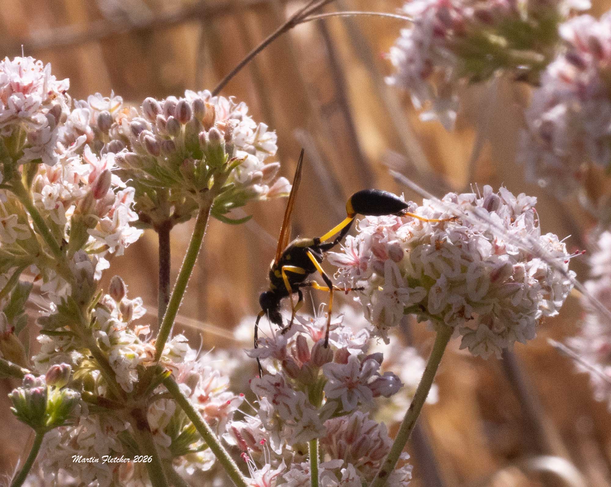 Sceliphron caementarium, Yellow Legged Mud Dauber Wasp