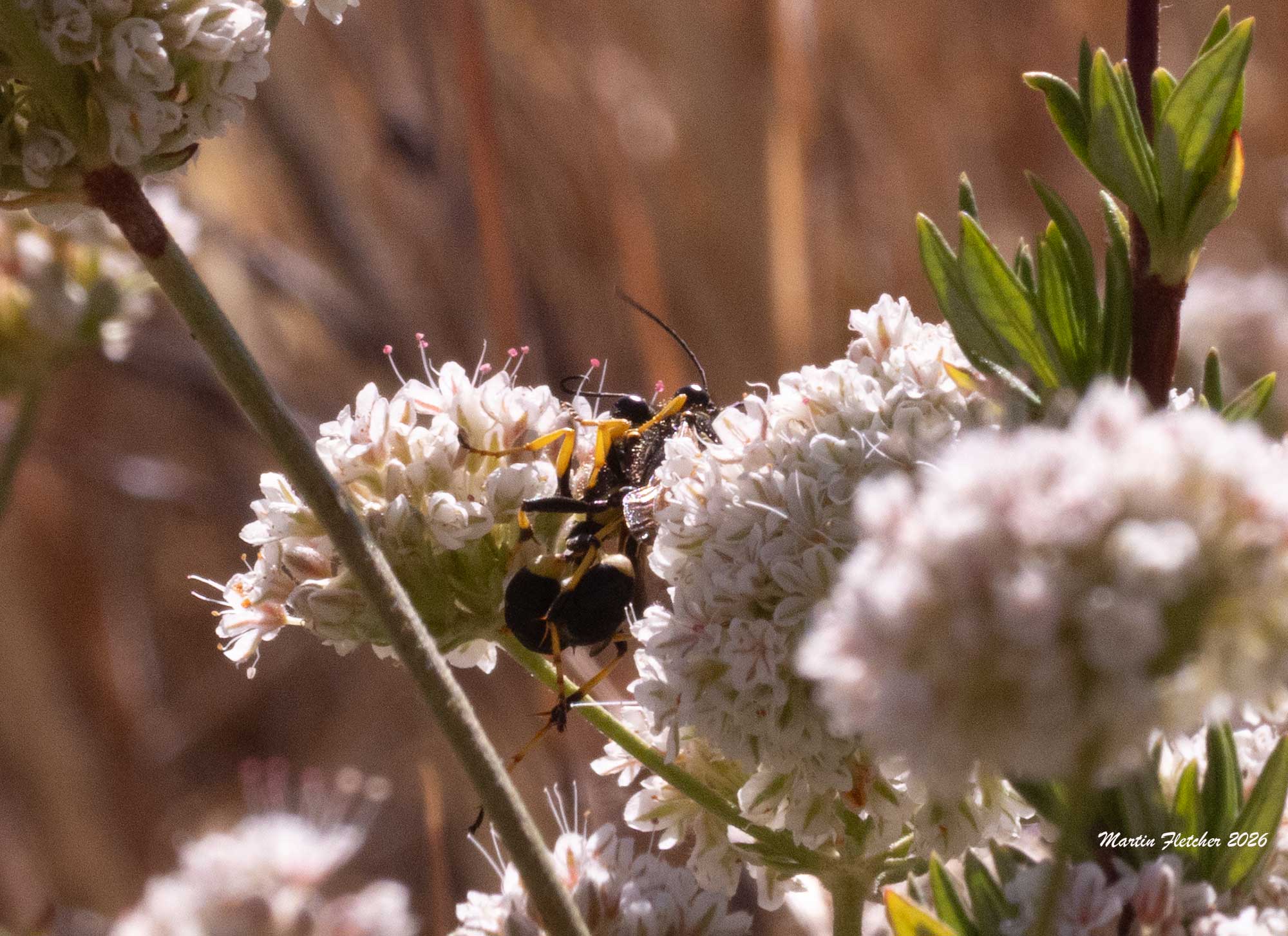 Sceliphron caementarium, Yellow Legged Mud Dauber Wasps mating, Eriogonum fasciculatum
