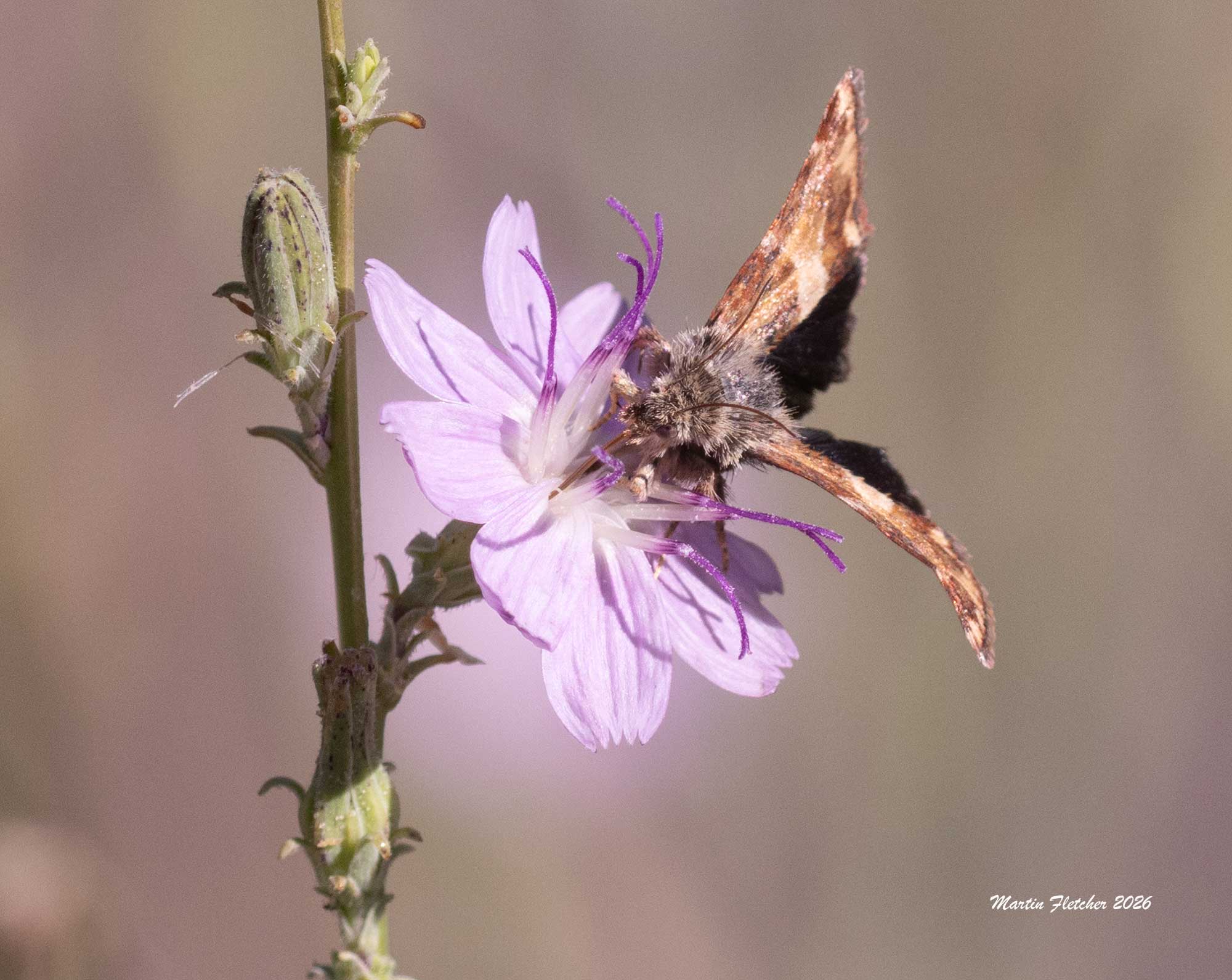 Schinia scarletina, Flower Moth