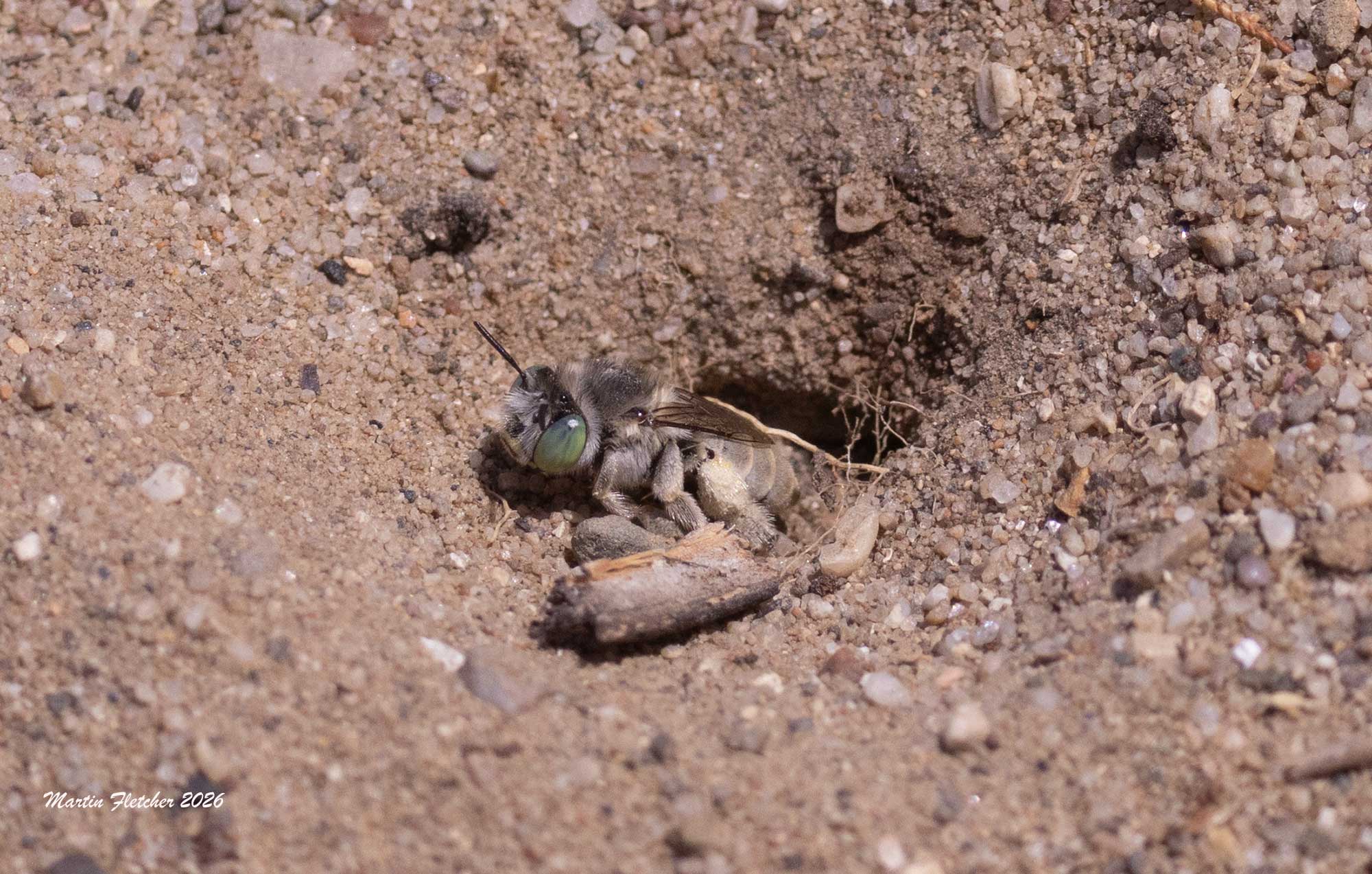 Short Sun Digger Bee, Anthophora curta, emerging from nest cavity