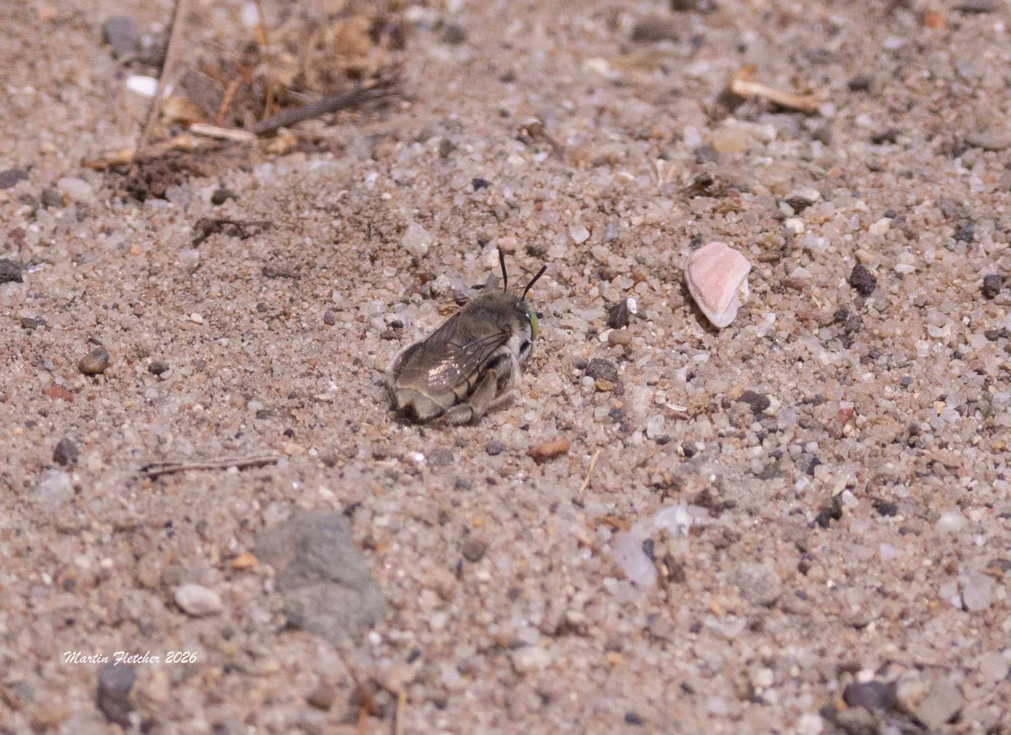 Short Sun Digger Bee, Anthophora curta, rear view on sand