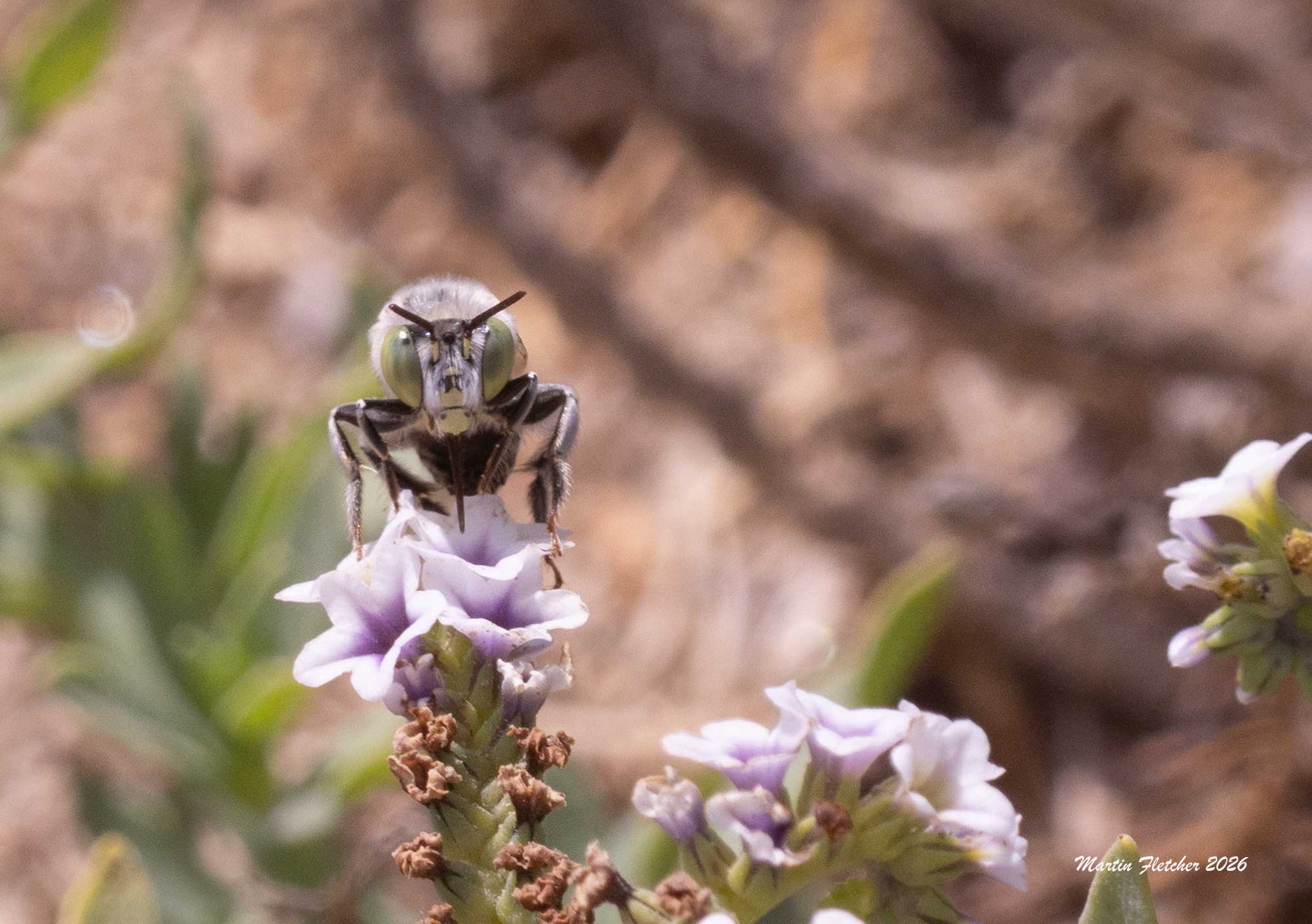 Short Sun Digger Bee, Anthophora curta, sipping nectar