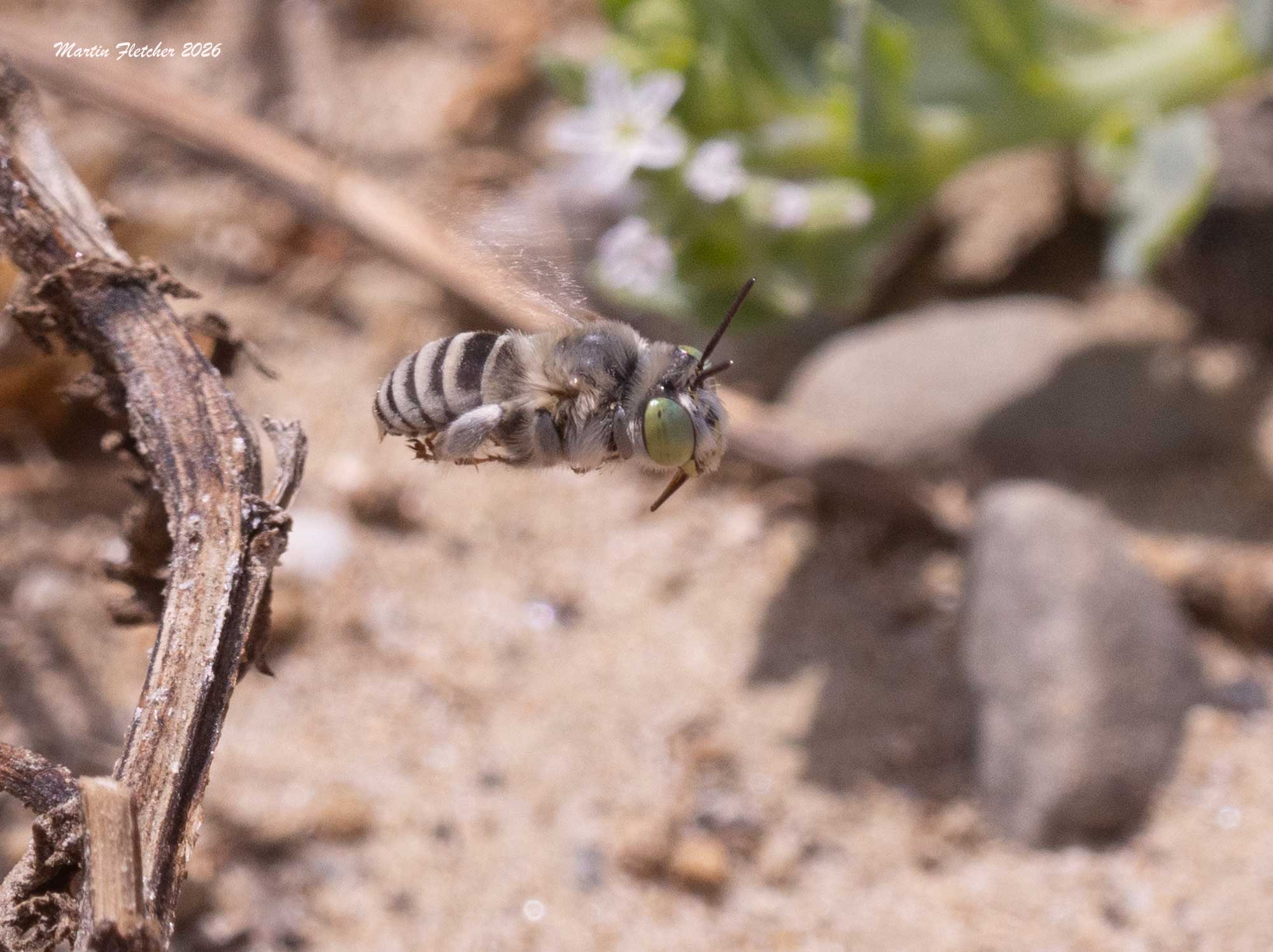 Short Sun Digger Bee flight, Anthophora curta