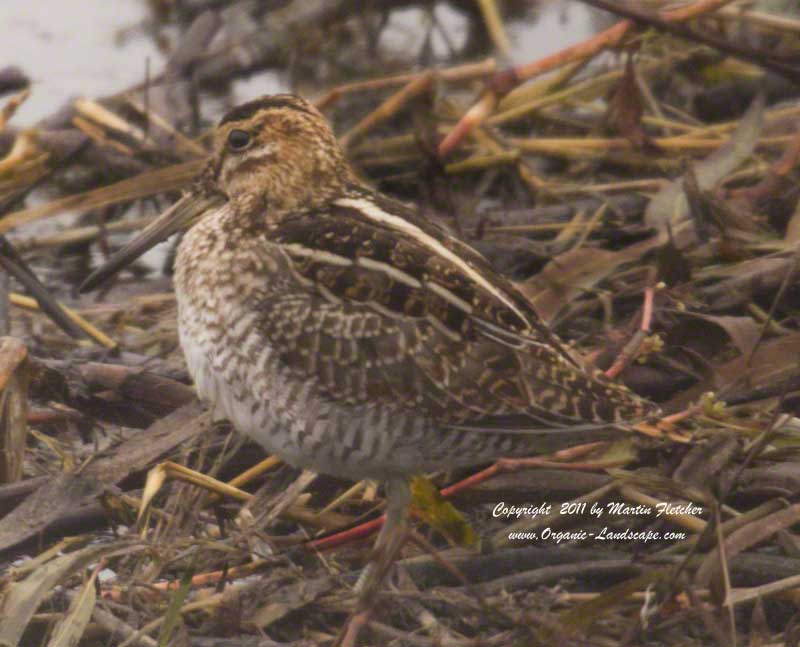 Common Snipe, Merced National Wildlife Refuge