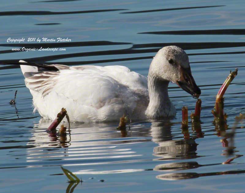 Snow Goose, Lake Casitas