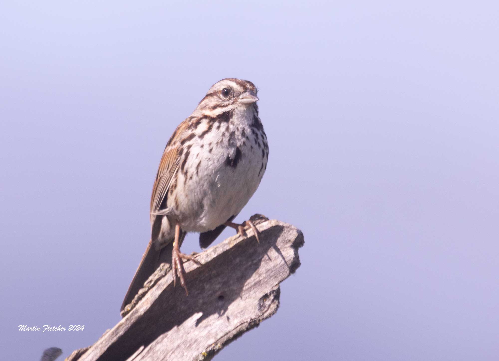 Song Sparrow, Lake Casitas