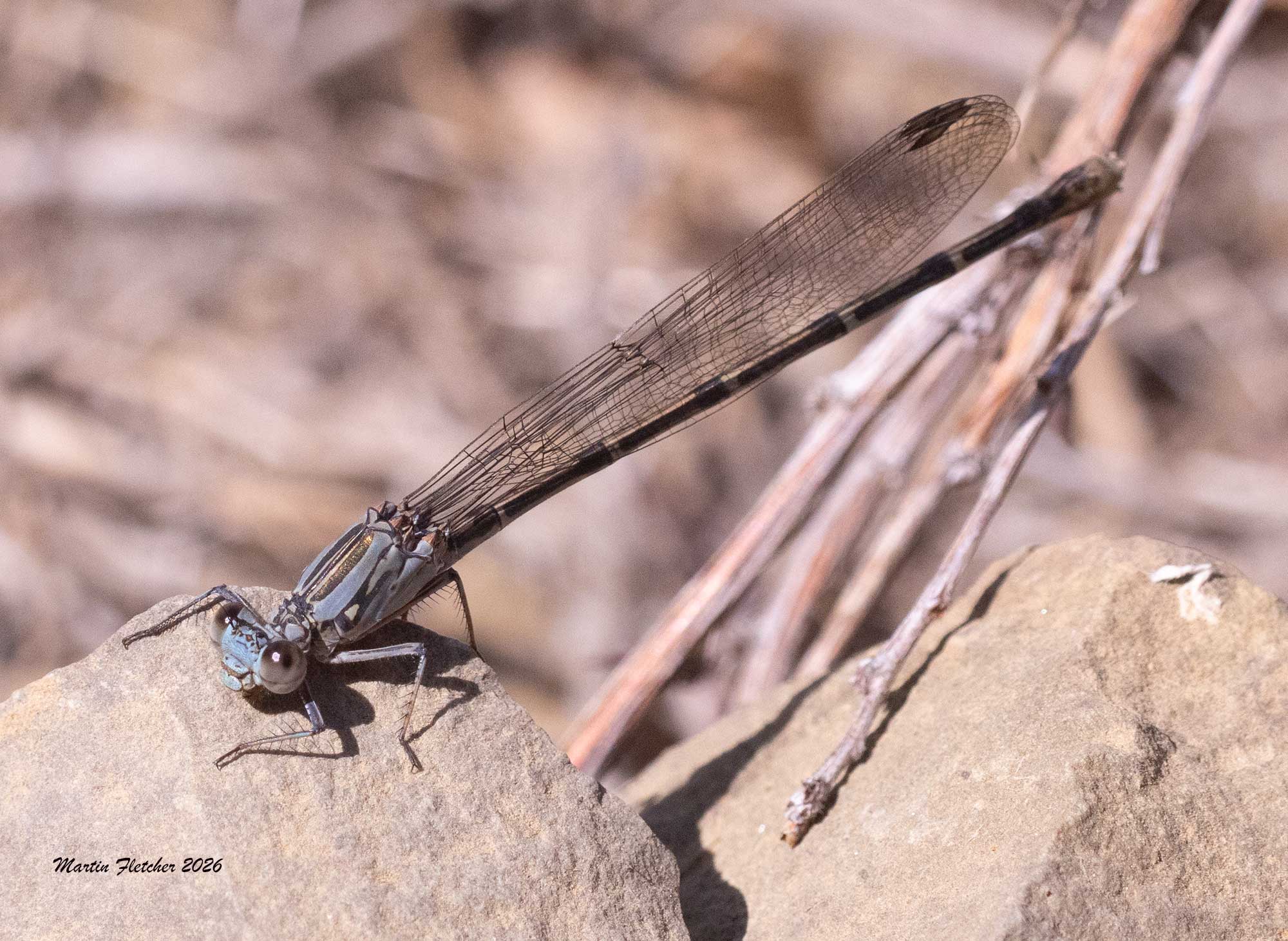 Sooty Dancer Damselfy, Female, Argia lugens