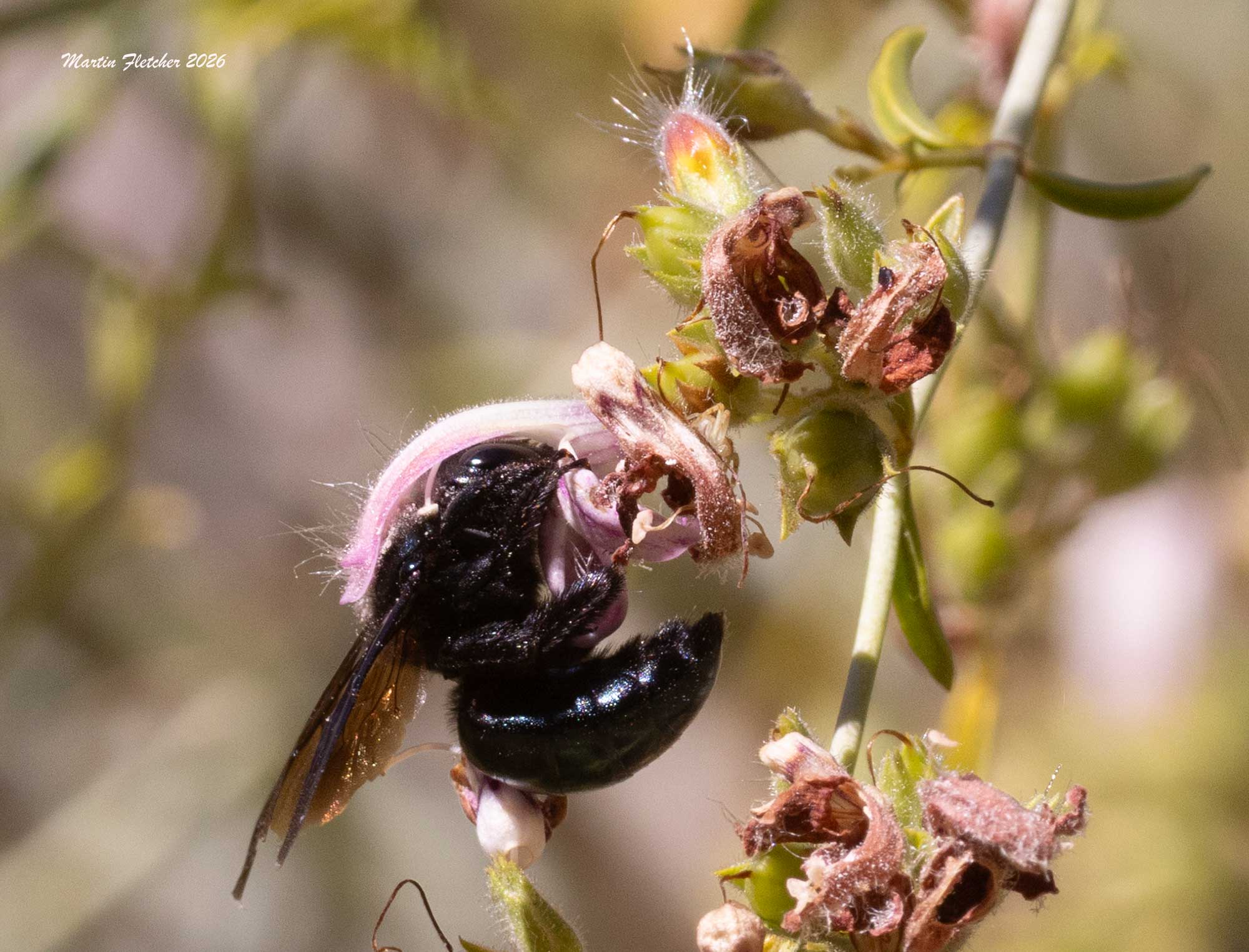 Southern California Carpenter Bee, Xylocopa californica diamesa