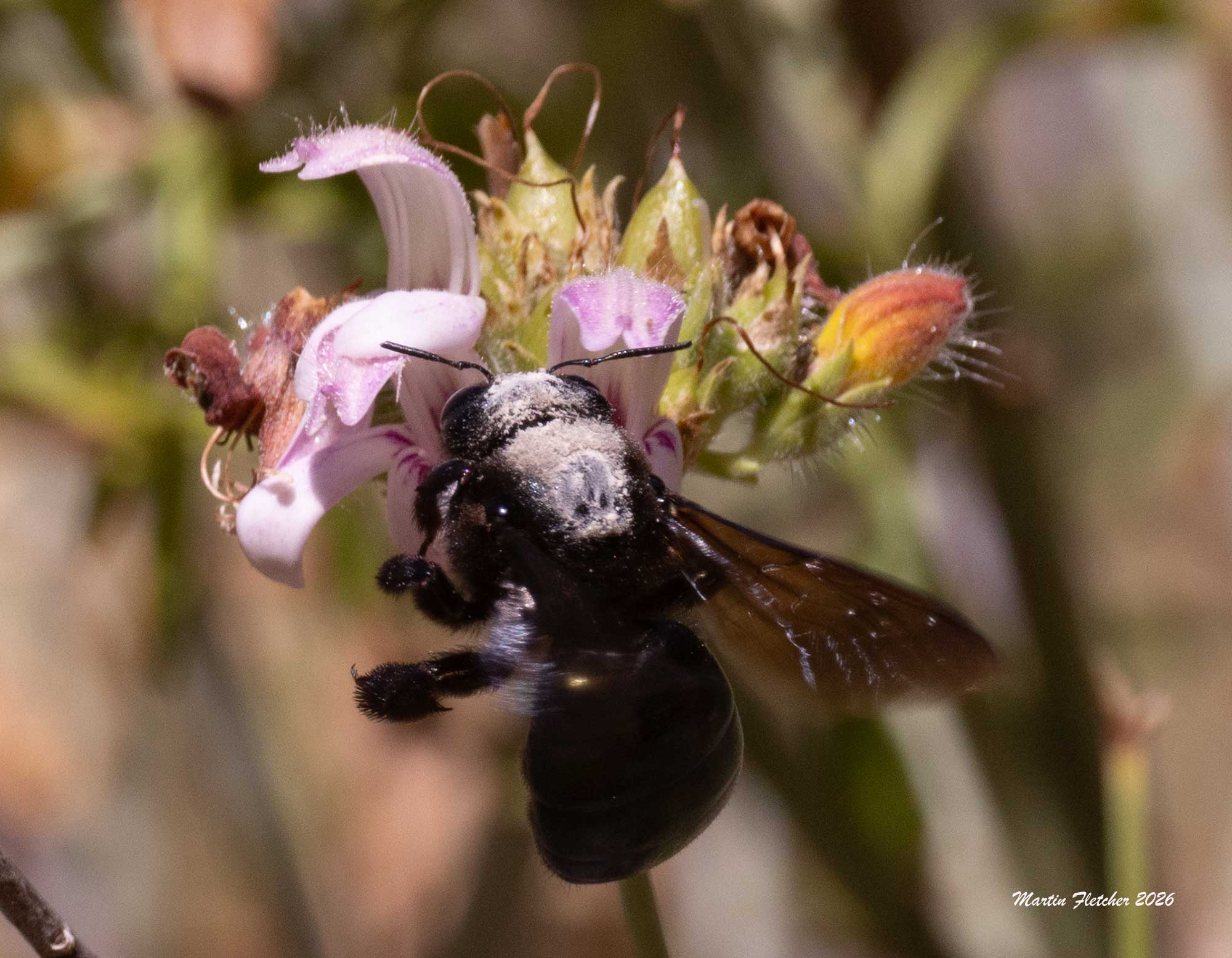 Southern California Carpenter Bee, Xylocopa californica diamesa