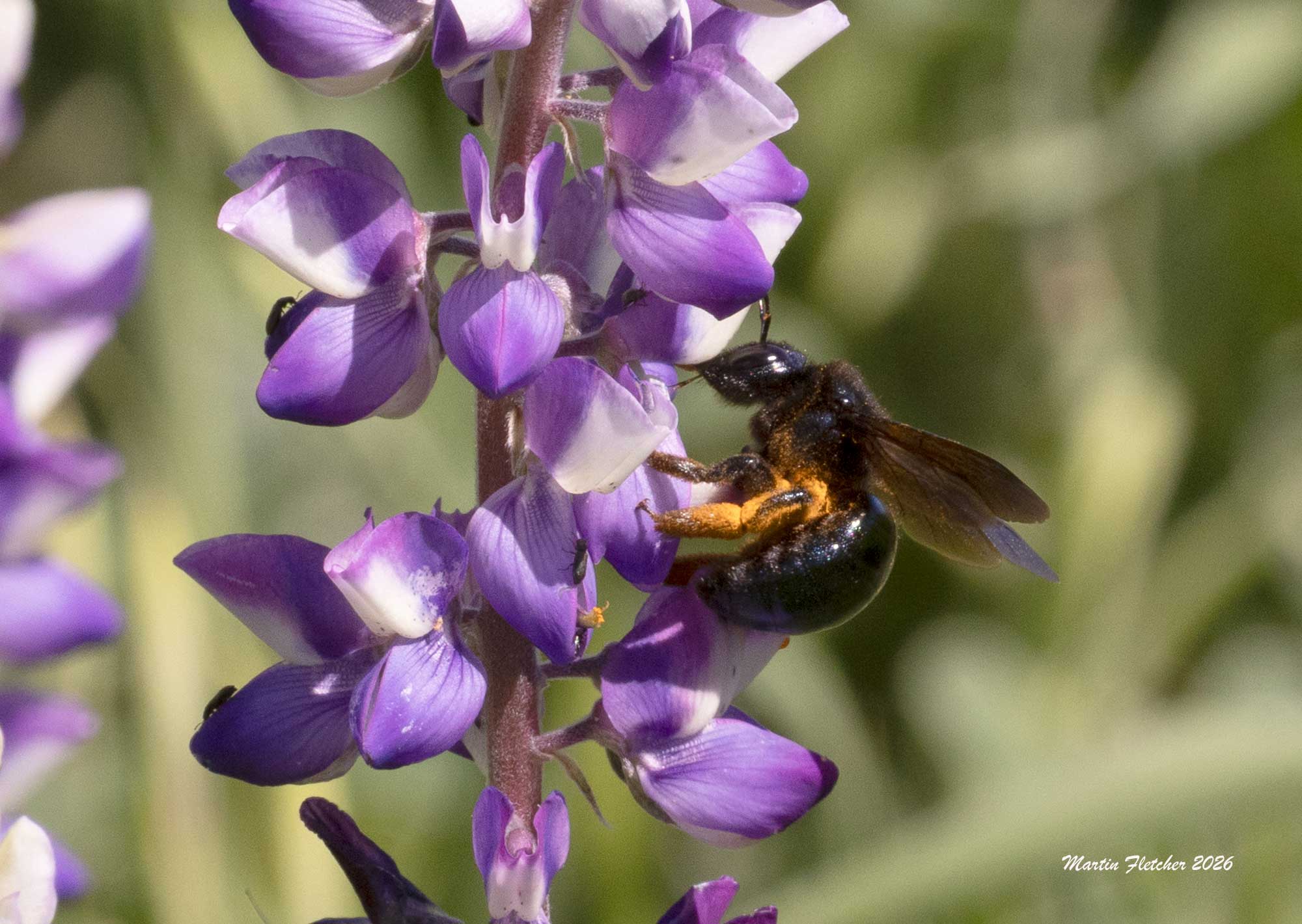 Southern California Carpenter Bee, Xylocopa californica diamesa