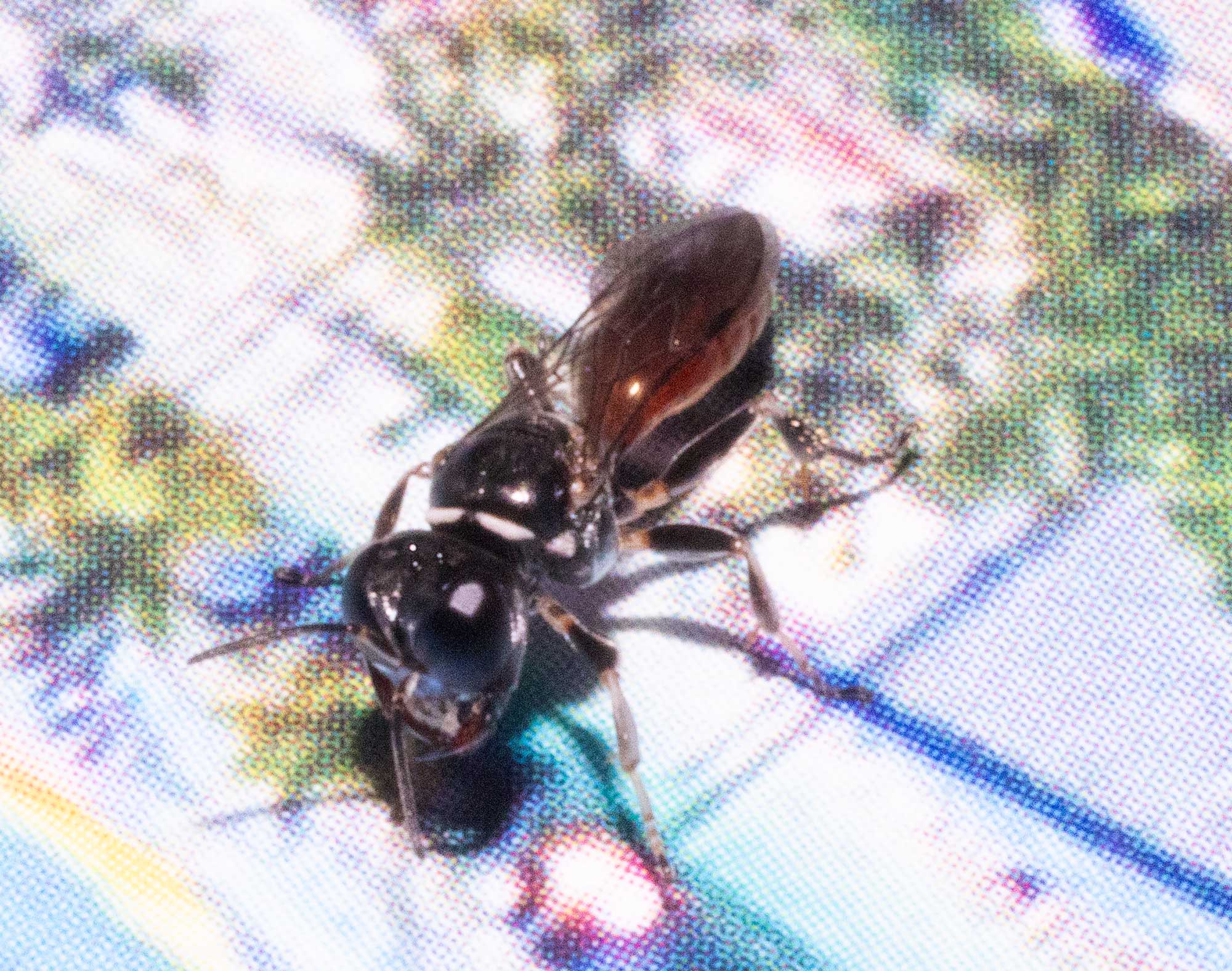 Sphecodes sp., Blood Bee