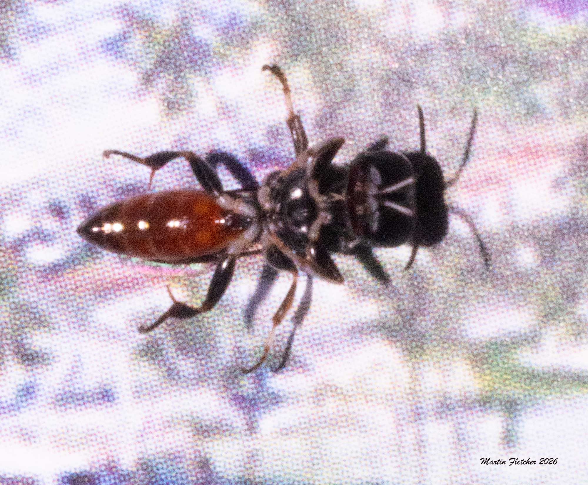 Sphecodes sp., Blood Bee