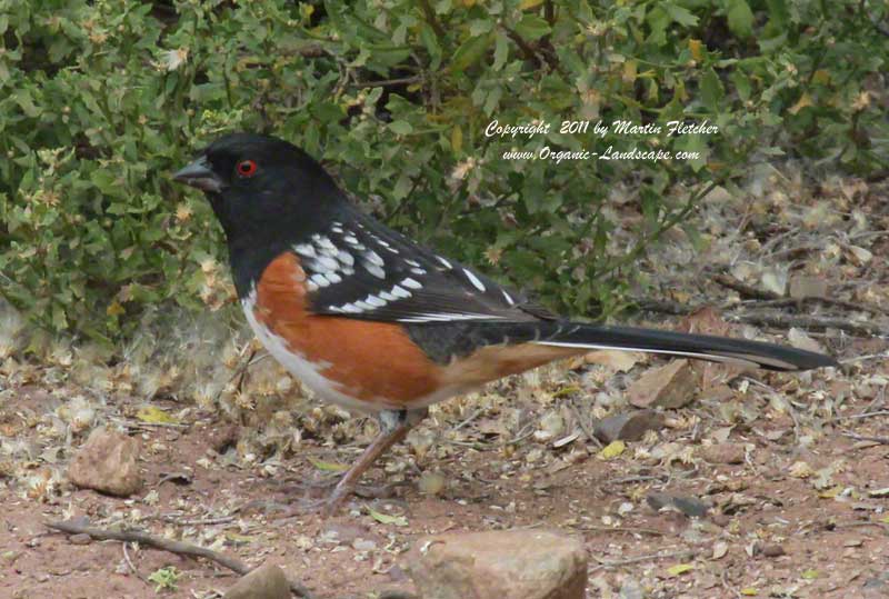 Spotted Towhee, Lake Casitas