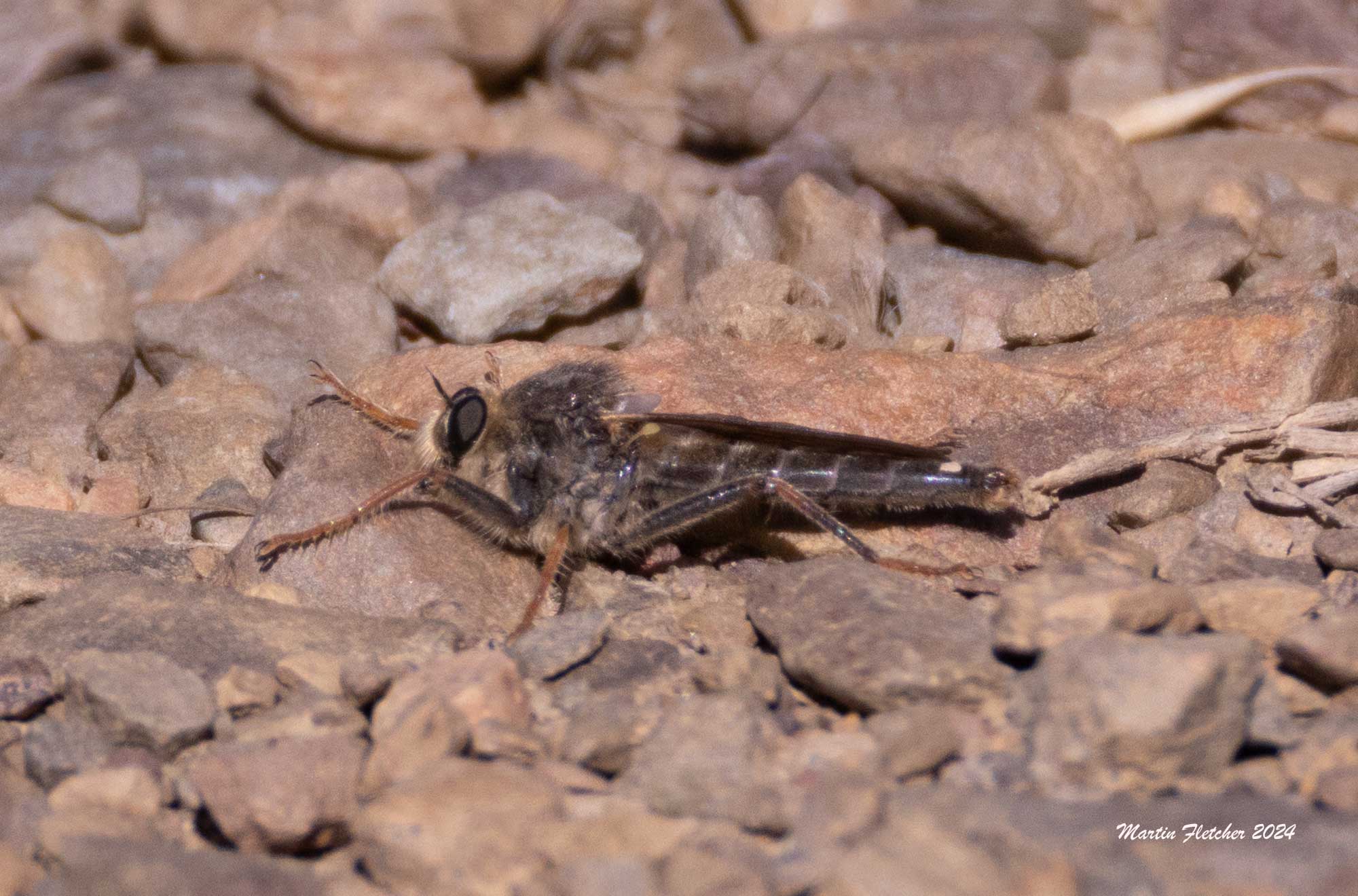 Robber Fly, Stenopogon