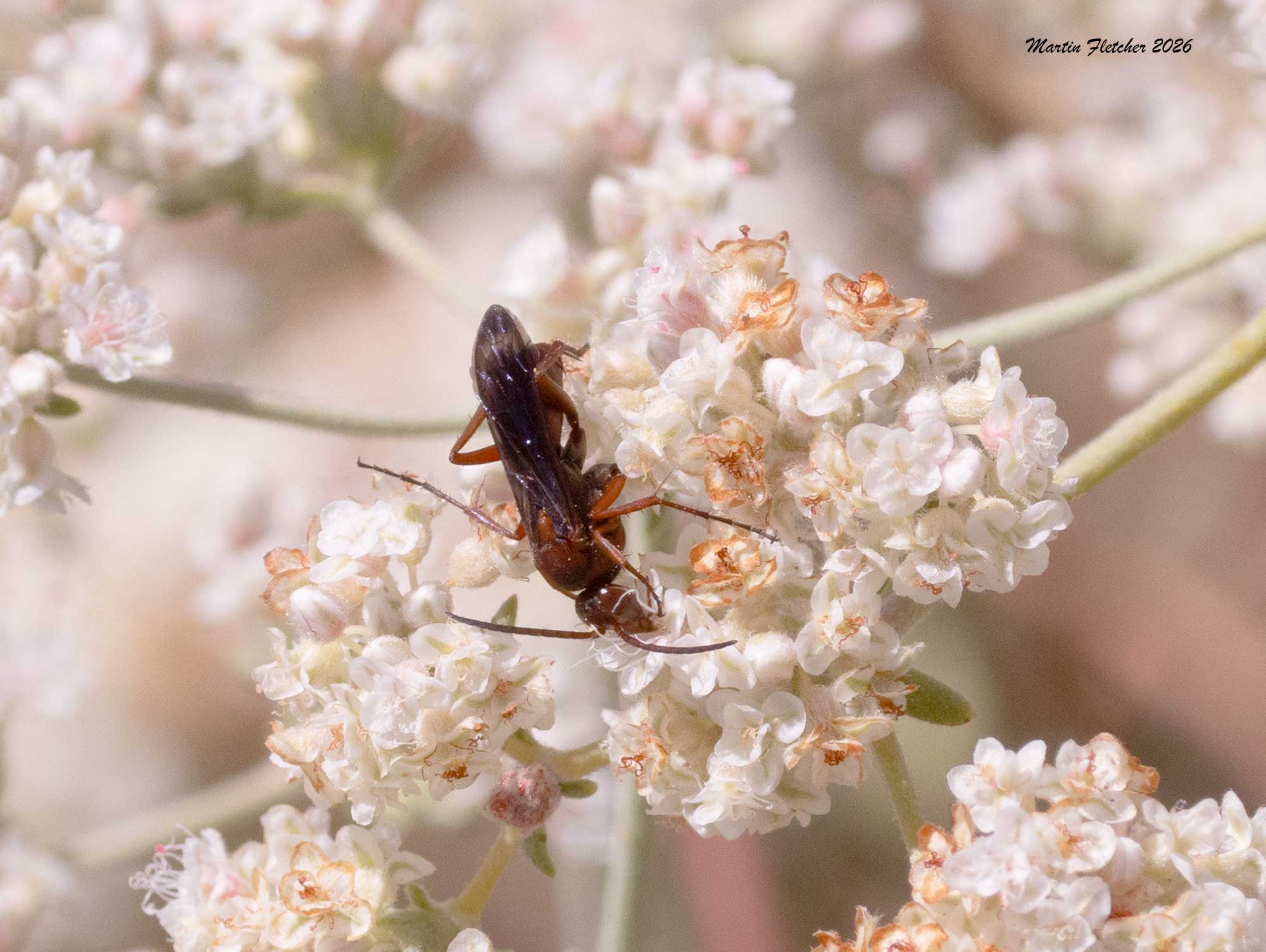 Male Red Tailed Spider Wasp, Tachypompilius unicolor