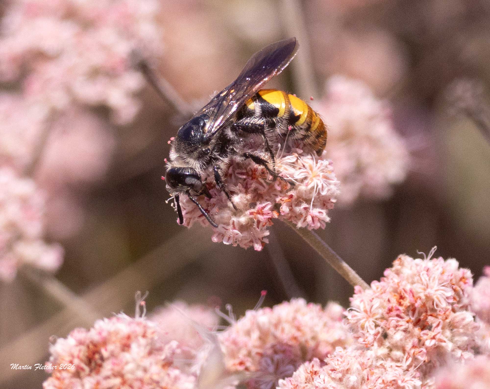 Female Toltec Scoliid Wasp, Dielis tolteca, Ventura Spreading Ponds