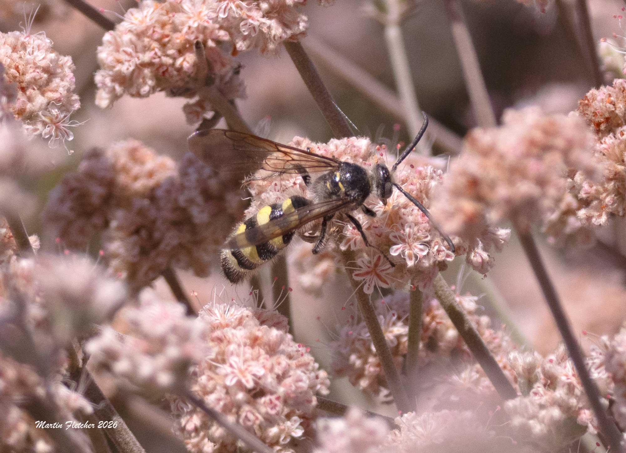 Male Toltec Scoliid Wasp, Dielis tolteca, Ventura Spreading Ponds