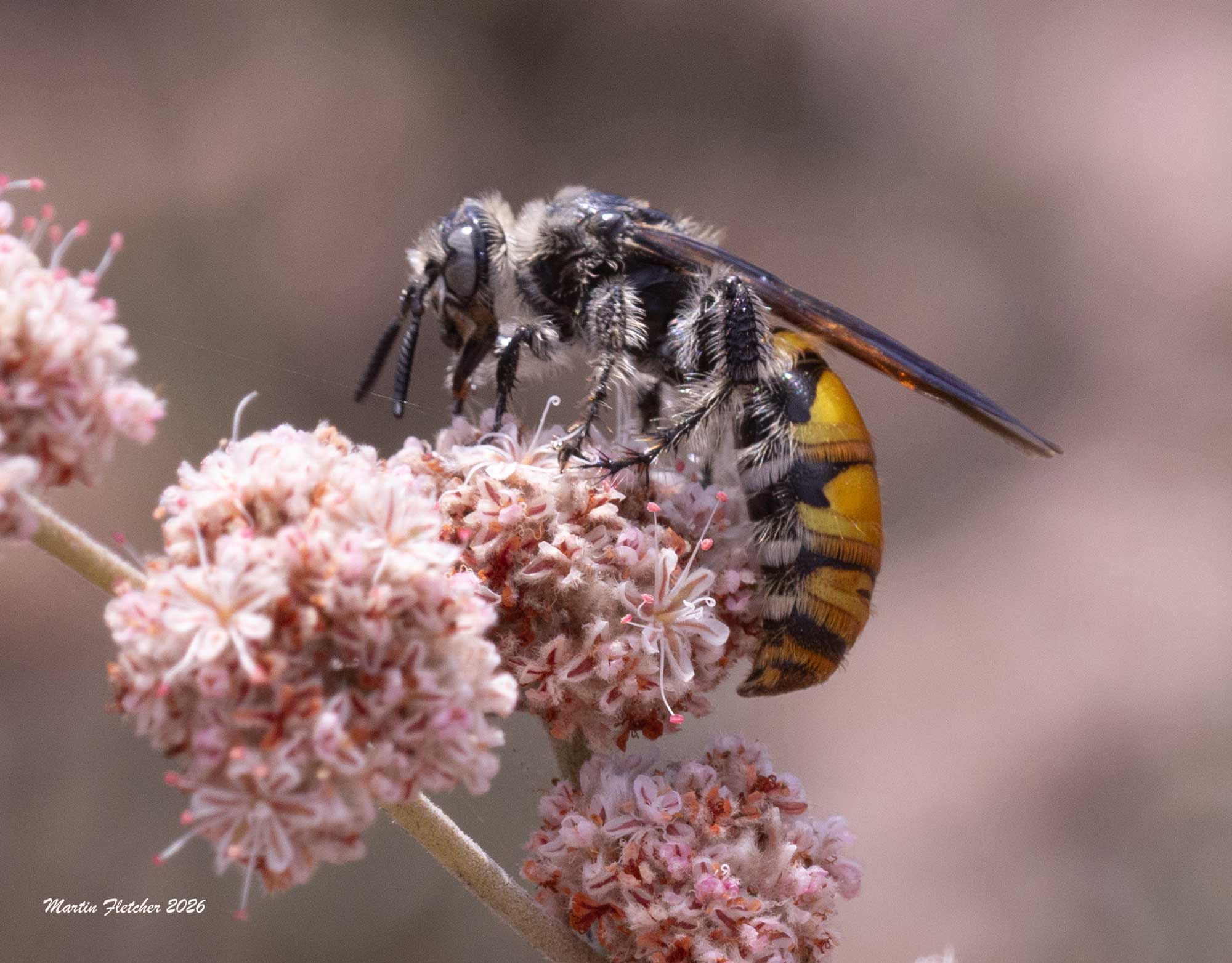 Female Toltec Scoliid Wasp, Dielis tolteca, Ventura Spreading Ponds