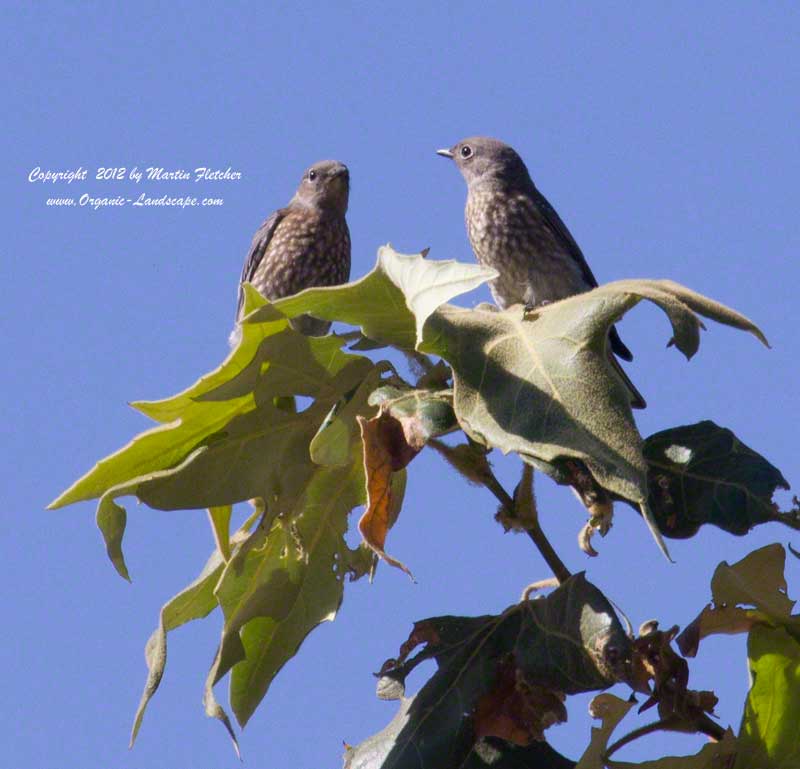 Townsend's Solitare Babies, Ventura