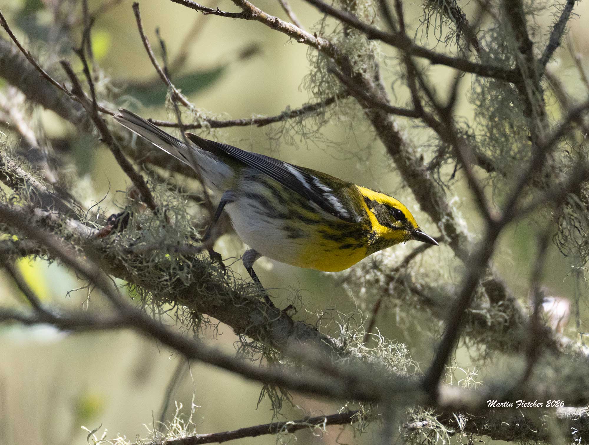 Townsend's Warbler, Oso Flaco