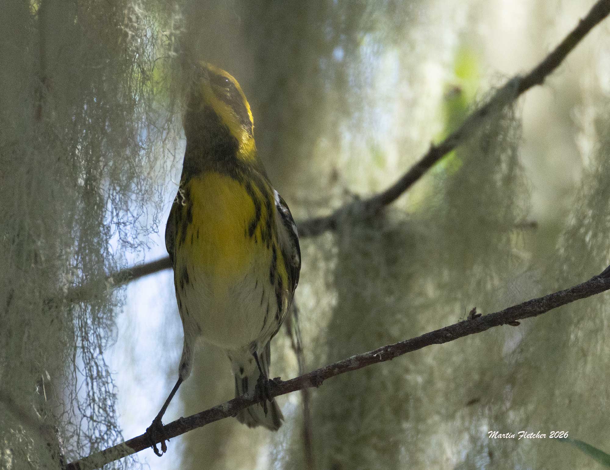 Townsend's Warbler, Oso Flaco