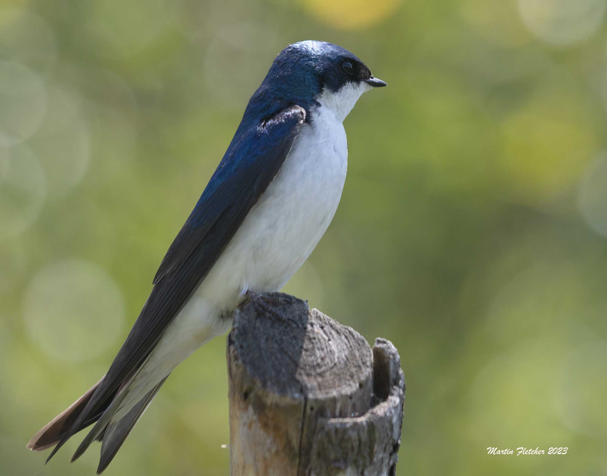 Tree Swallow, Ventura Settling Ponds