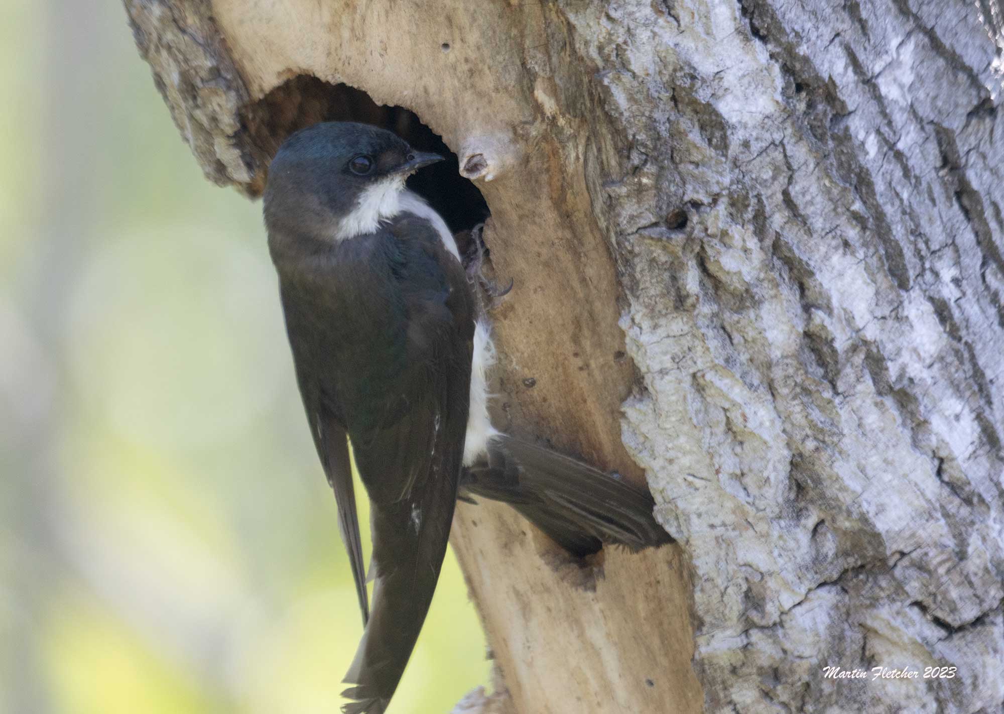 Tree Swallow, Feeding Young, Nest Cavity, Willow, Ventura Settling Ponds