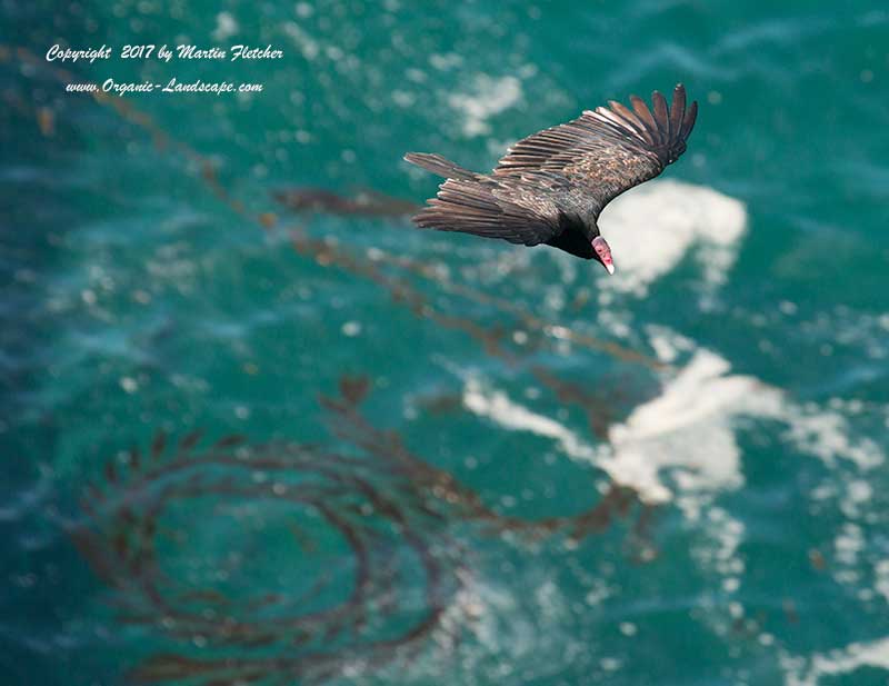Turkey Vulture flying on Big Sur Coast