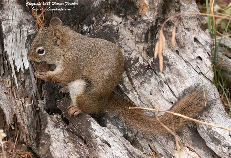Uinta Ground Squirrel, Self Guiding Nature Trail, Yellowstone