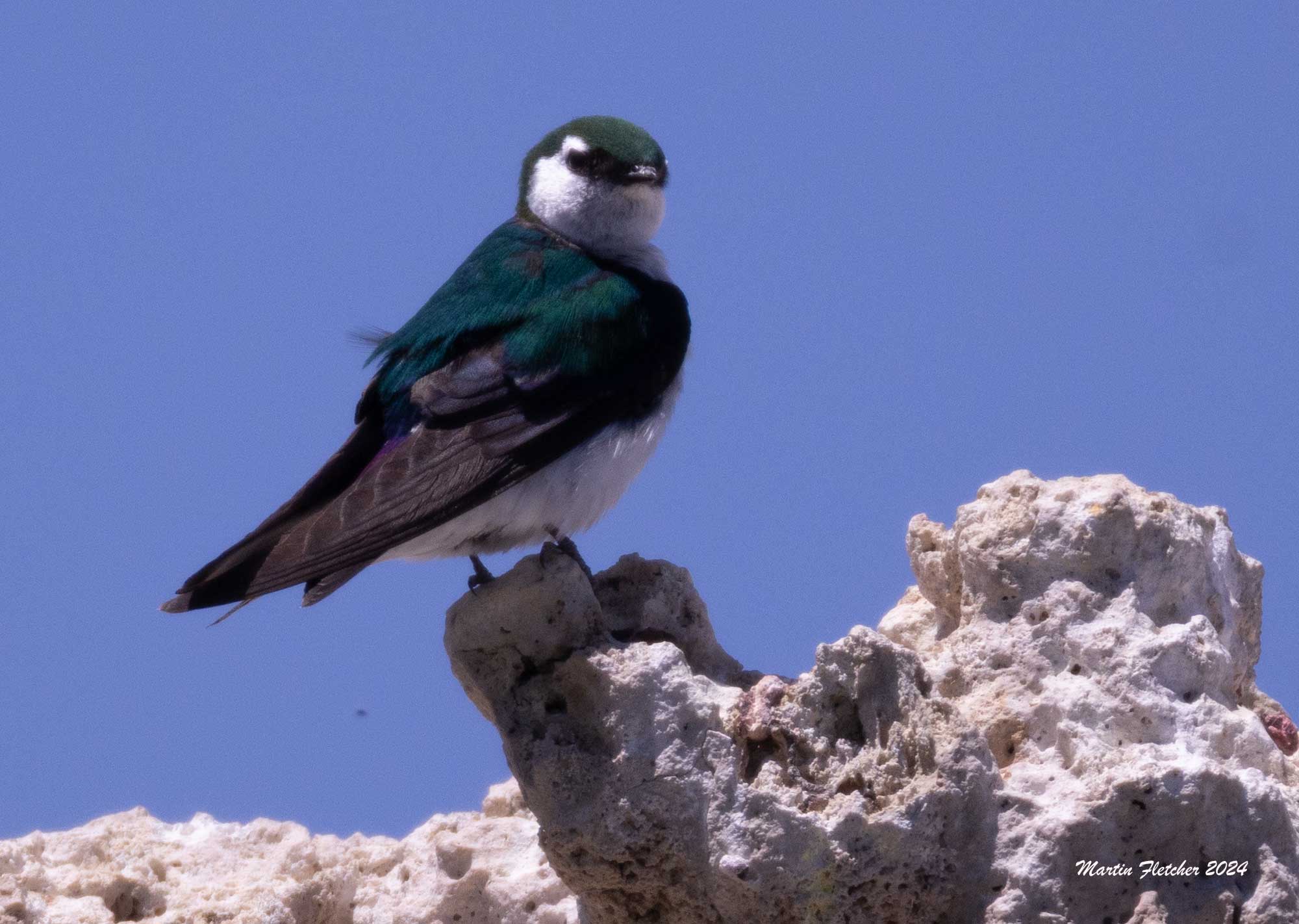 Violet Green Swallow, Tufa, Mono Lake, California