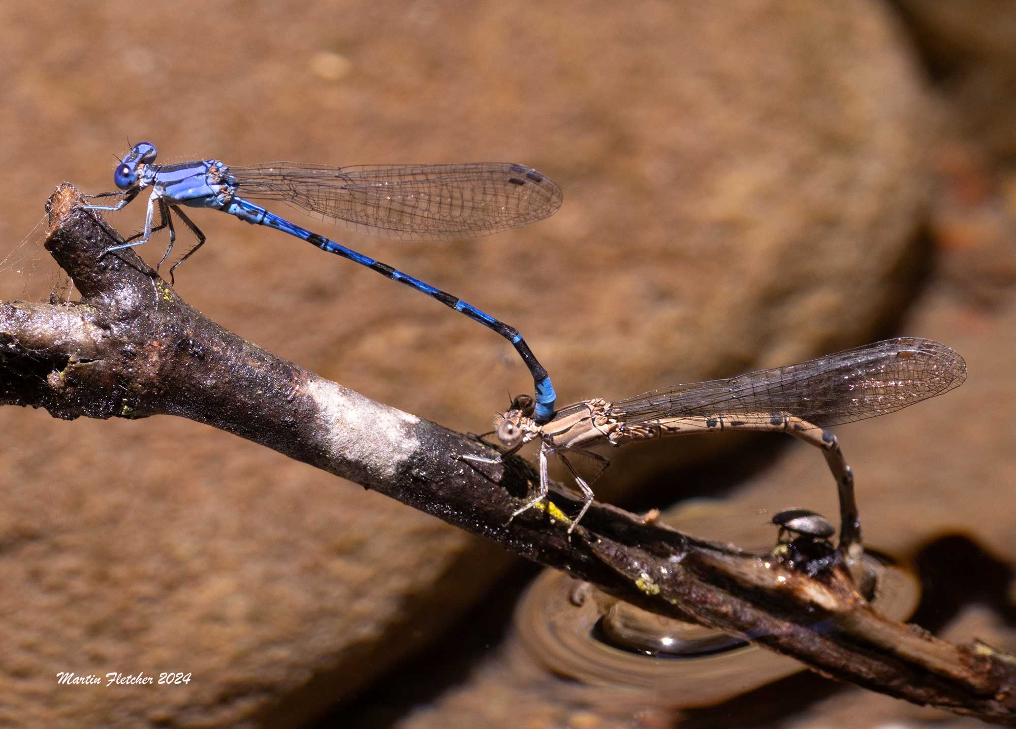 Vivid Dancer Damselflies mating, Rancho Sierra Vista, Newberry Park, California