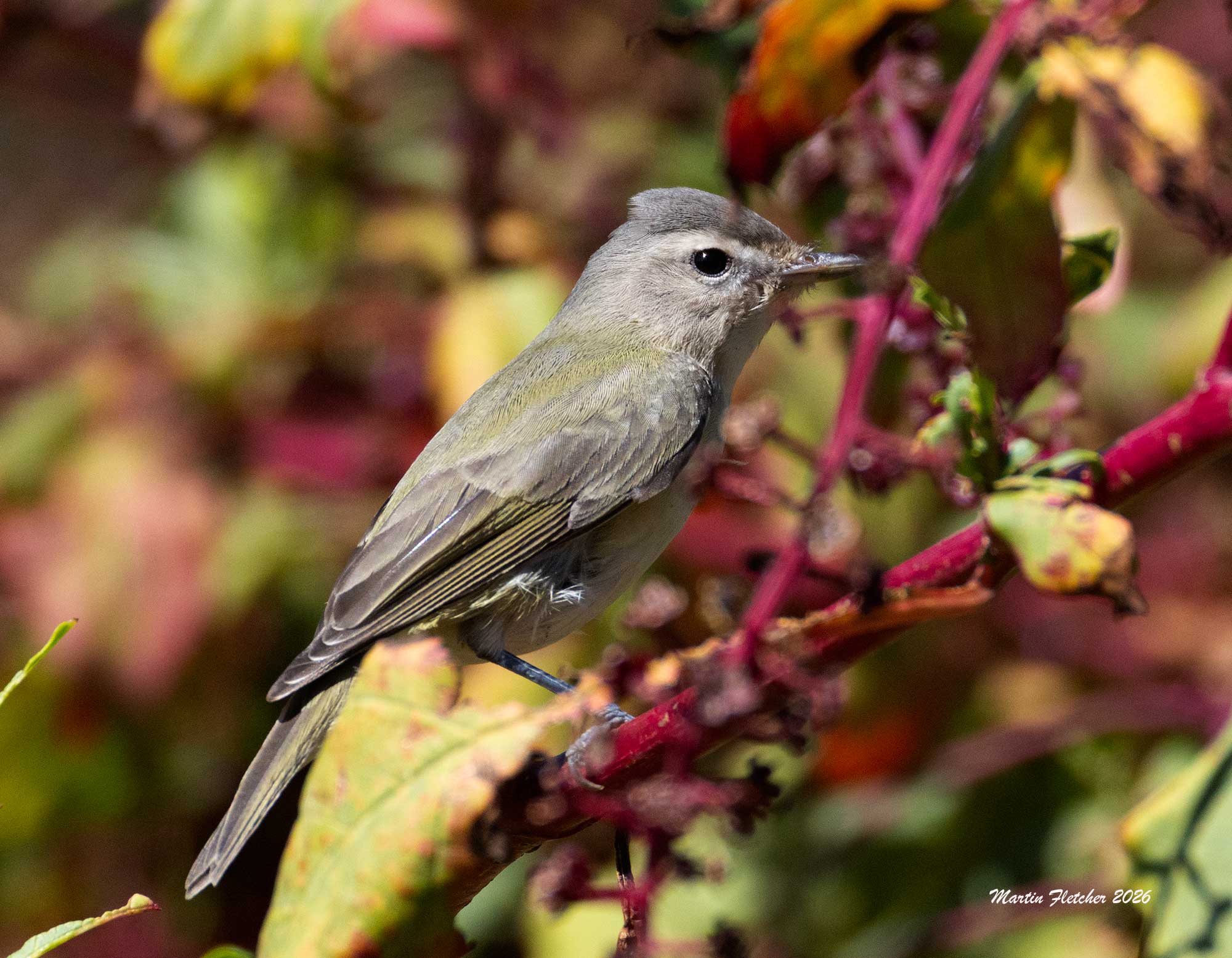 Warbling Vireo, Joe Pye Weed