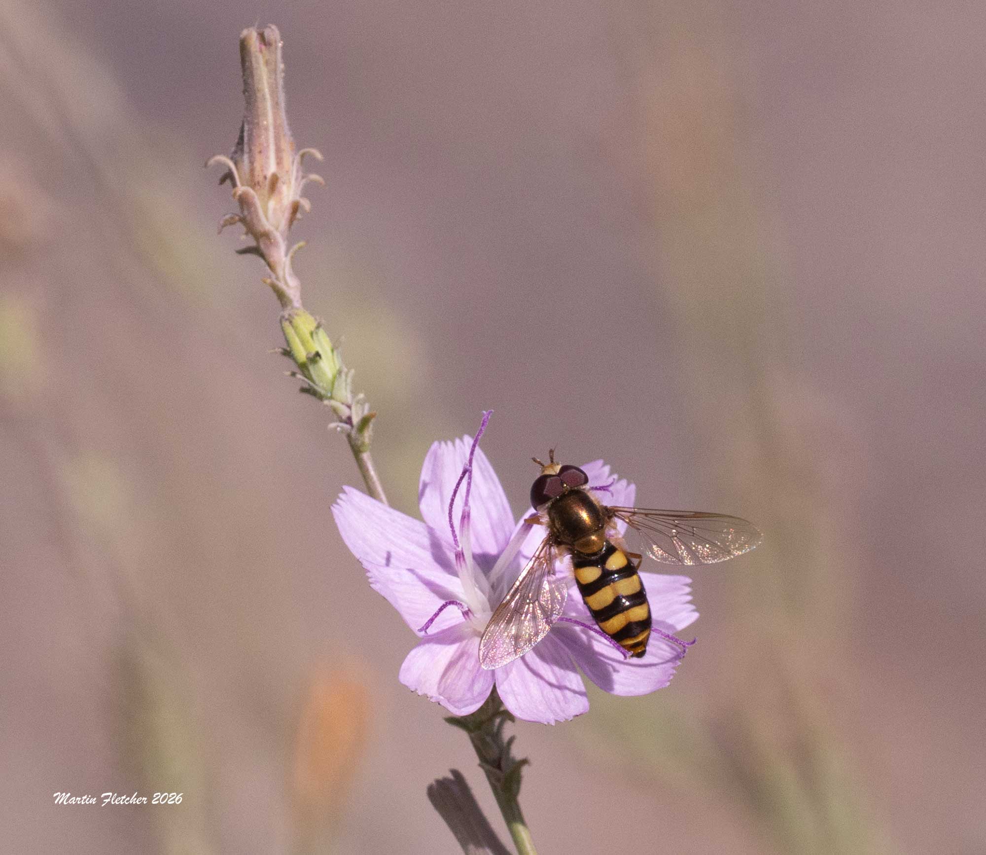 Western Aphideater; Eupeodes fumipennis