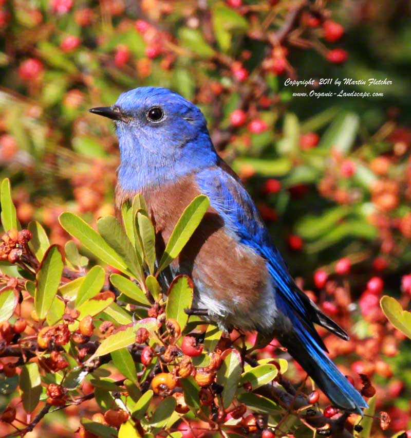 Western Bluebird, Lake Casitas