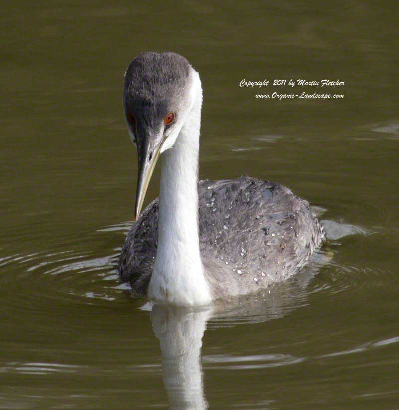 Western Grebe, Oso Flaco